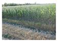 dražba pozemku - id. podíl 1/6 v k.ú. Rakvice, obec Rakvice, okres Břeclav