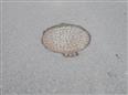 Thumbnail image for /_Data/Drazby/Obrazky/DR00083514/Velke/DR00083514~9uedt_18.jpg