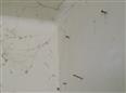 Thumbnail image for /_Data/Drazby/Obrazky/DR00083843/Velke/DR00083843~ju3sb_58.jpg